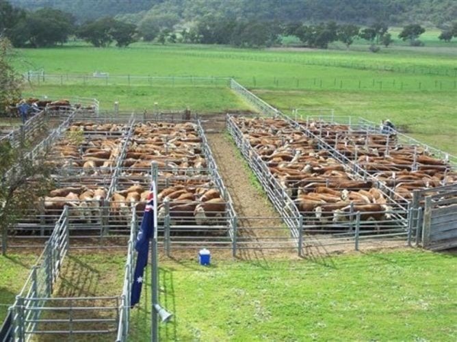 Super Stud Farm 冠军种牛场 - Lamont & Zeng Enterprises Pty Ltd